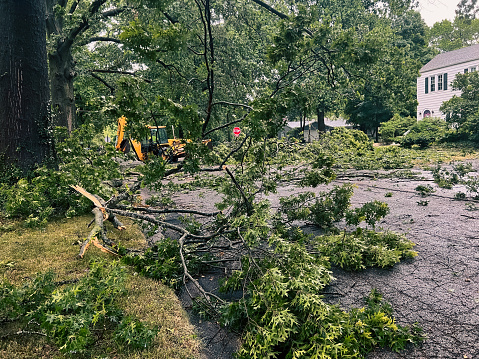 storm damage tree removal and cleanup in Dallas TX