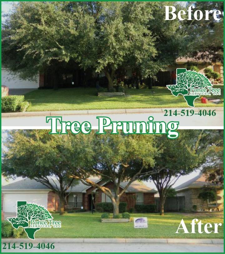 Tree Pruning - Before and After - DFW