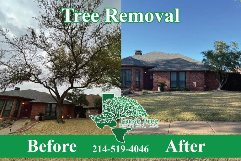 Tree Removal - Before and After