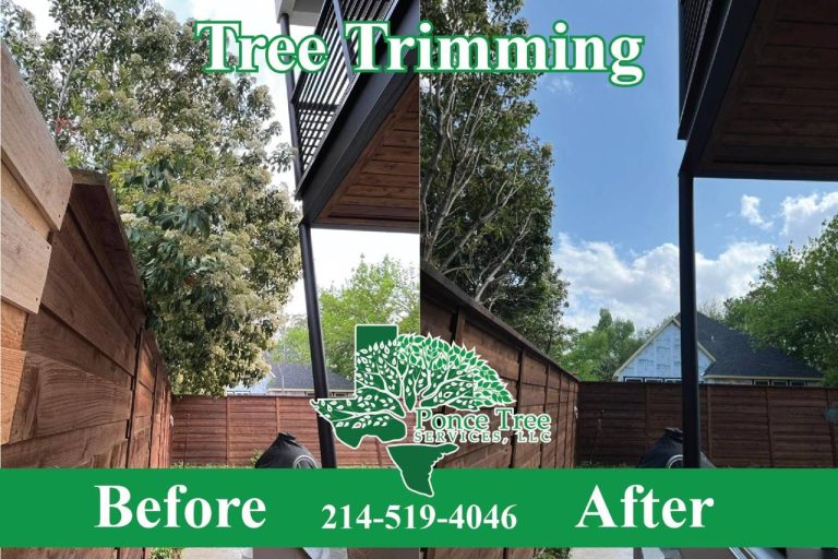 Tree Trimming in Dallas-Fort Worth - Before and After