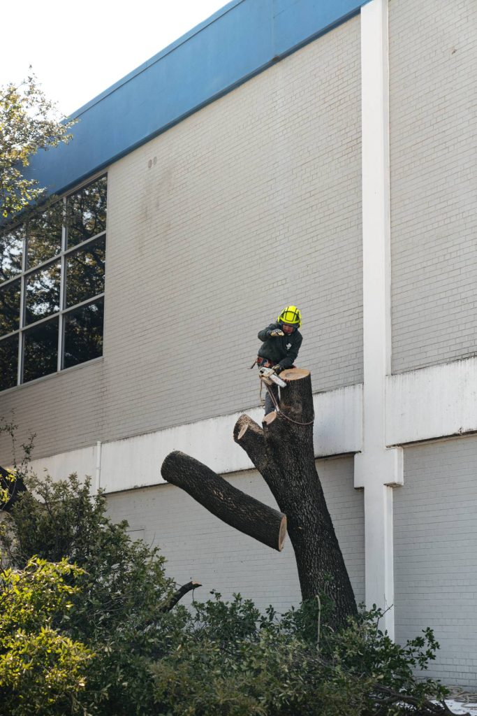 Commercial tree services