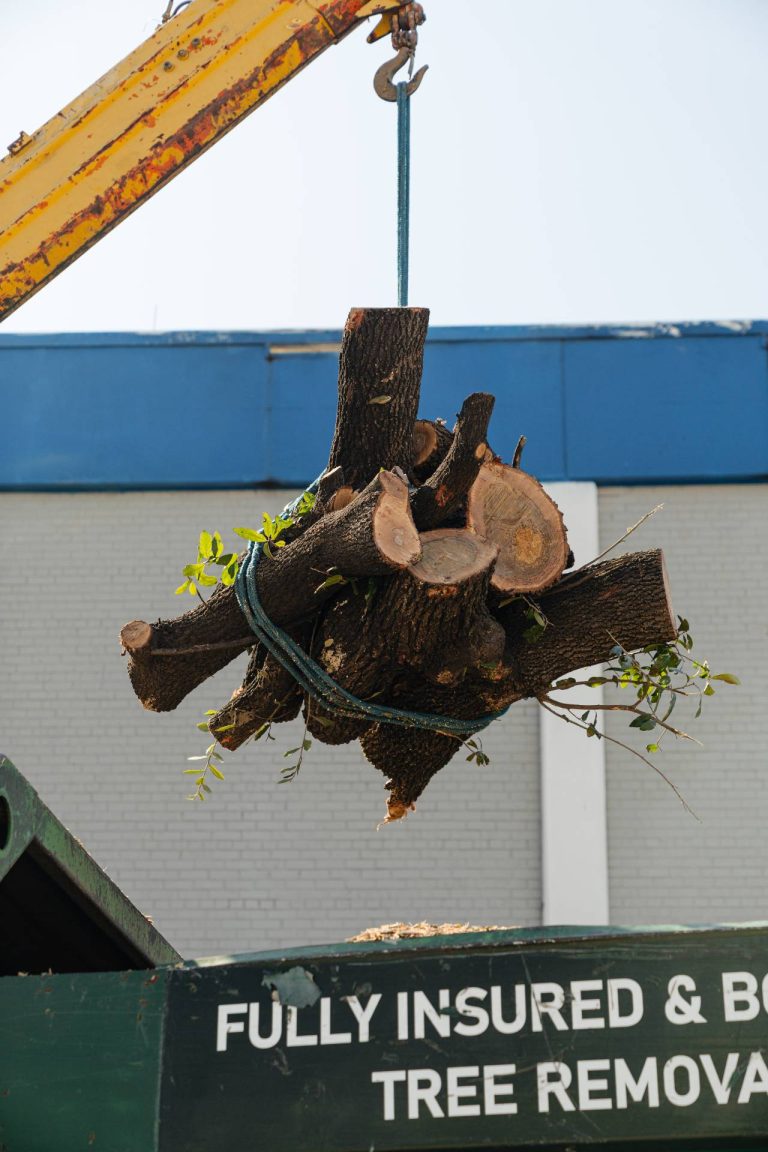 emergency tree services in Dallas