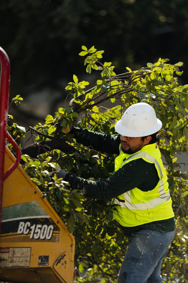 ponce-tree-removal-dallas-fort-worth-tx-50