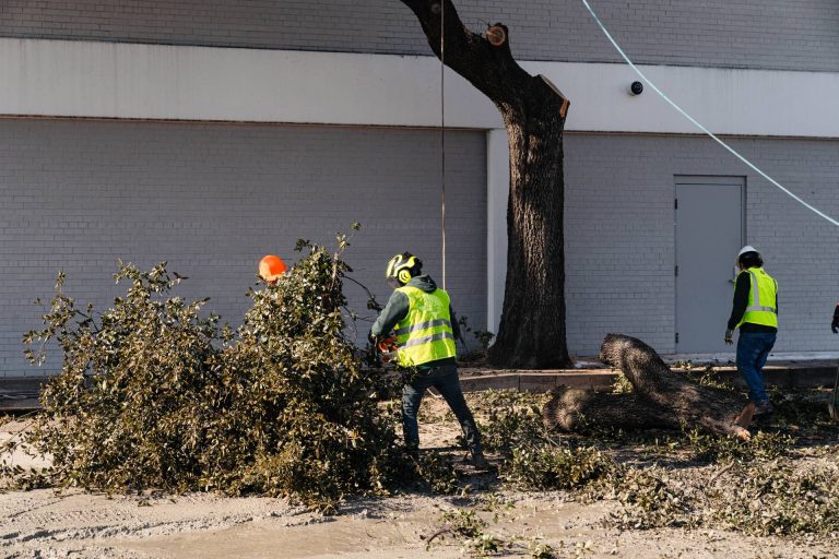 ponce-tree-trimming-dallas-fort-worth-tx-9