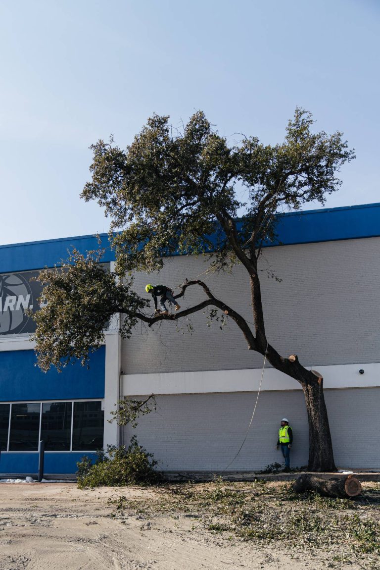 tree-cabling-and-bracing