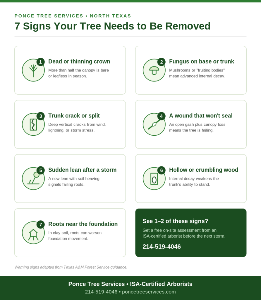 Infographic showing seven warning signs that a tree needs to be removed by a certified arborist in North Texas
